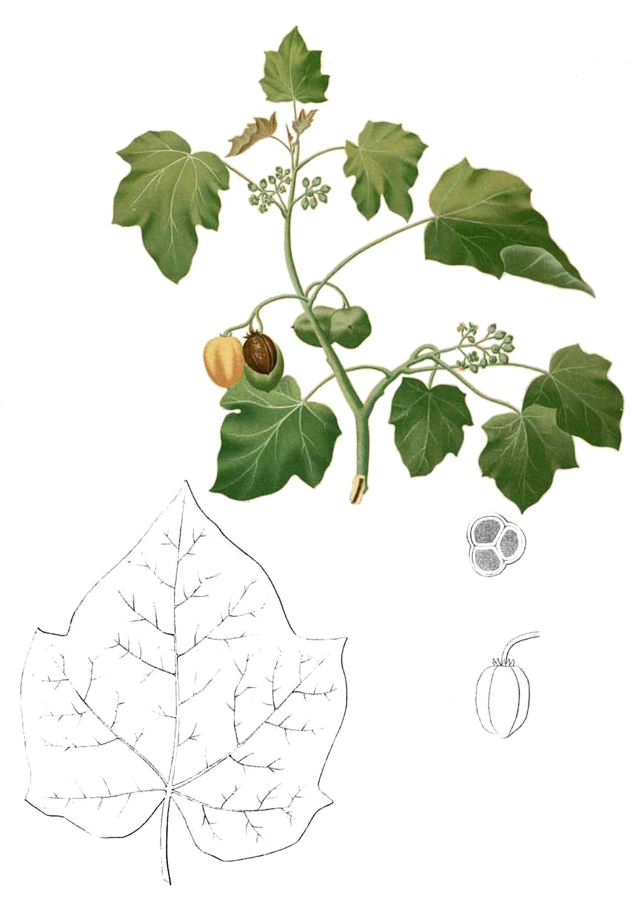 Artist residencies in Barbados