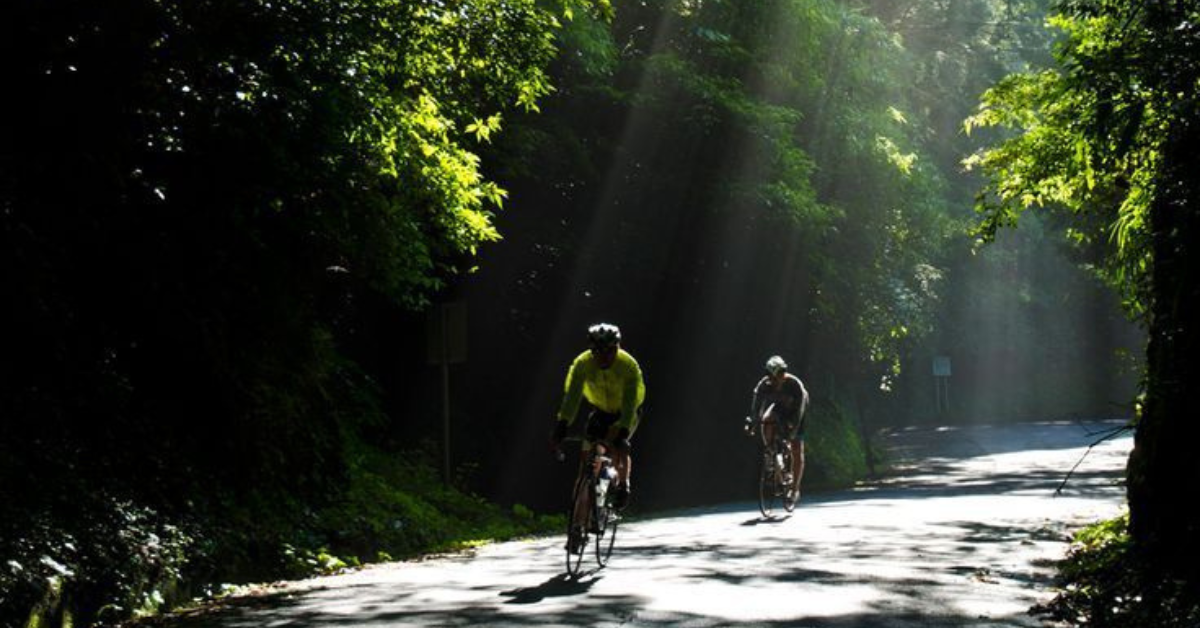 Antrodia Energy Estate logo