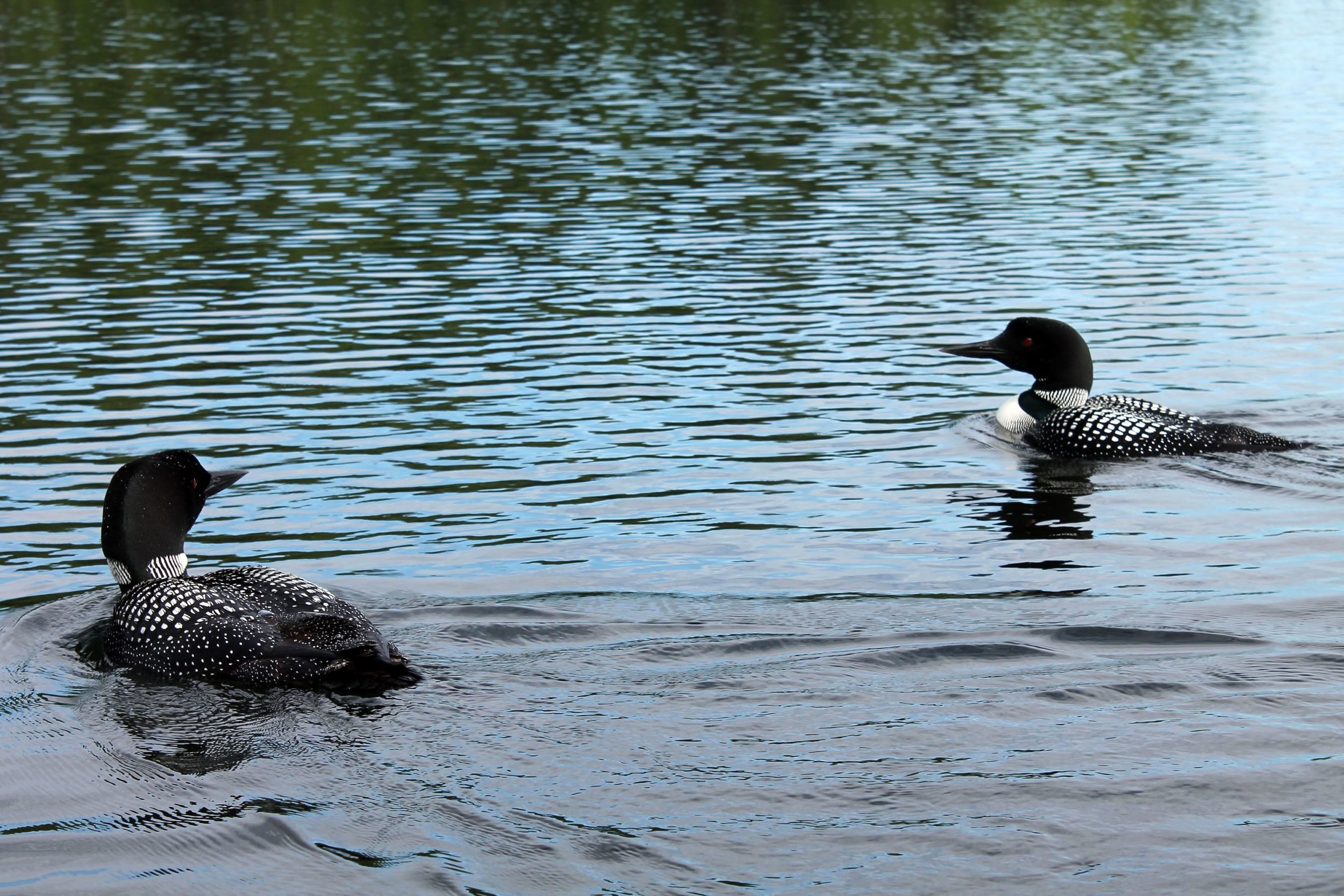 Graylag Artist in Residence logo