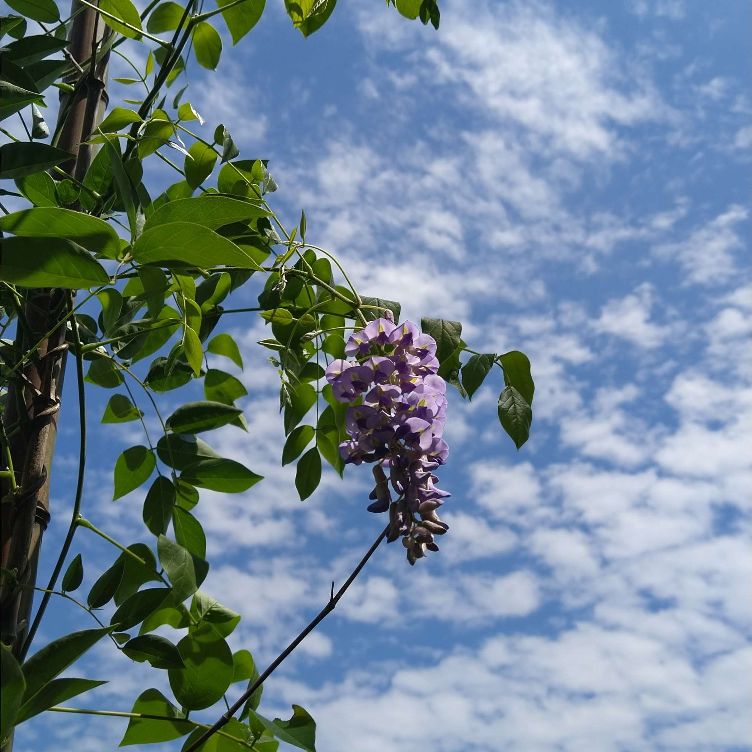 Taste of Tennessee, writer retreats logo